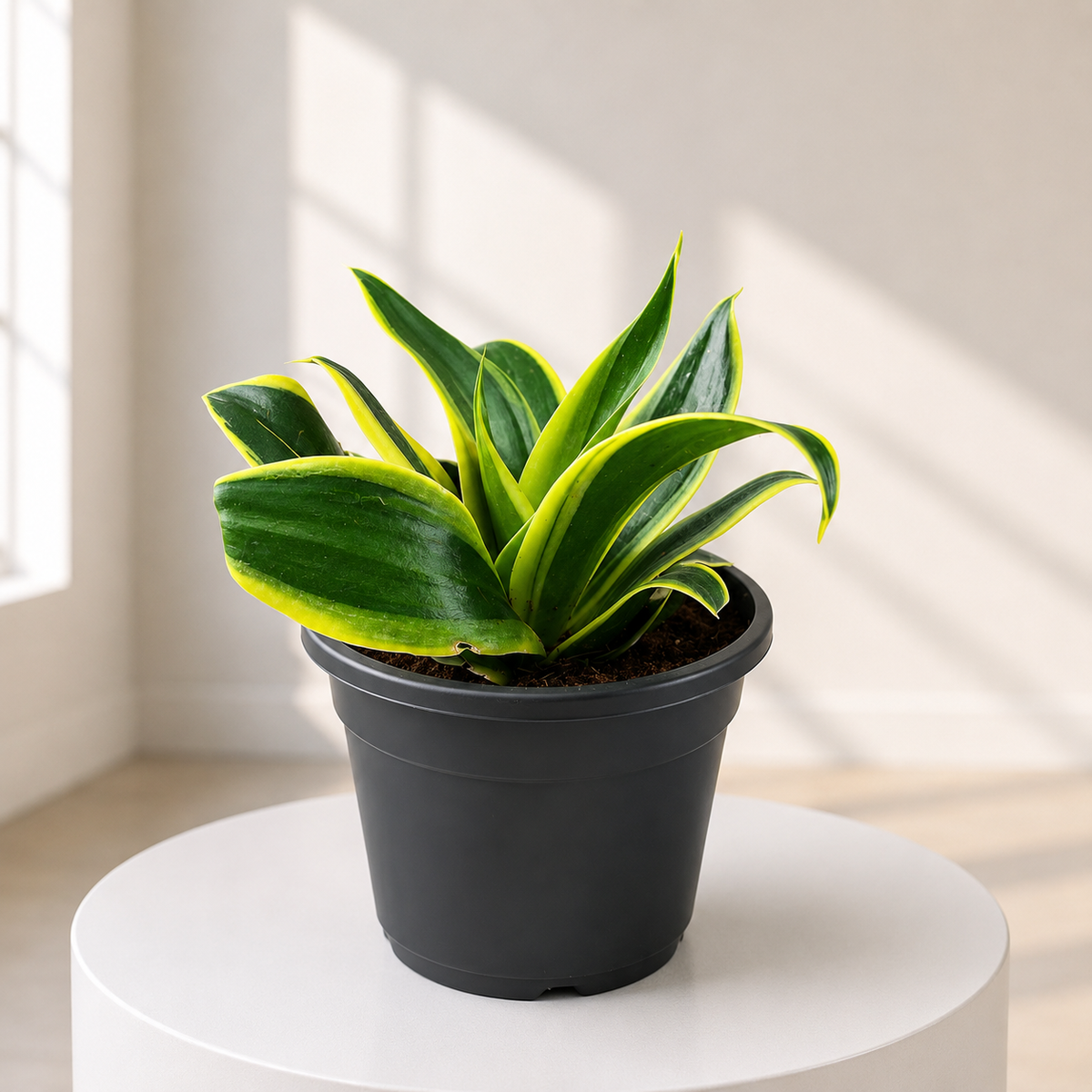 Snake Plant Dwarf Hahnii in Plastic Pot