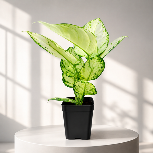 Aglonema Super White