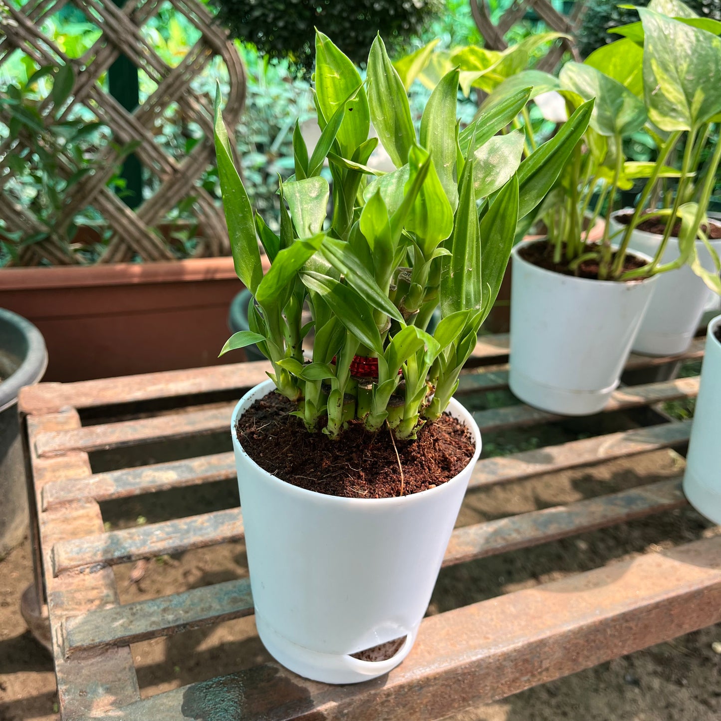 Lucky Bamboo 2 Layer in Self Watering Pot