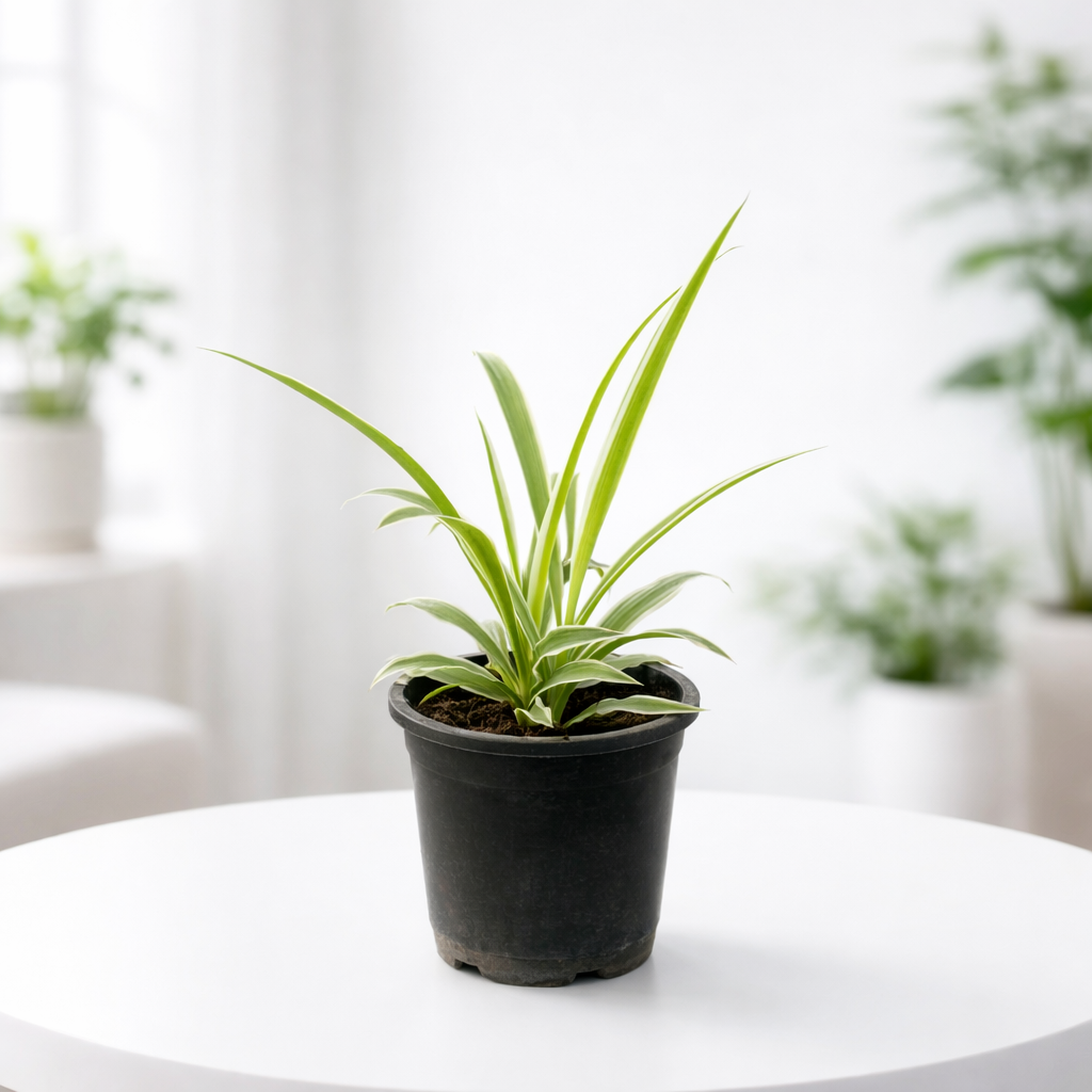 Spider plant