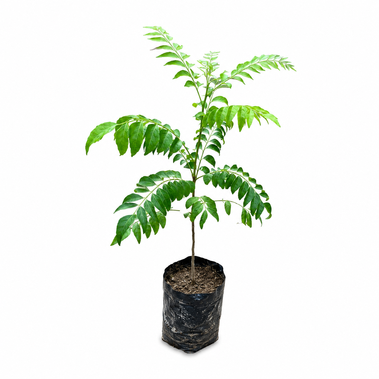 Kari Patta Curry Leaf Plant