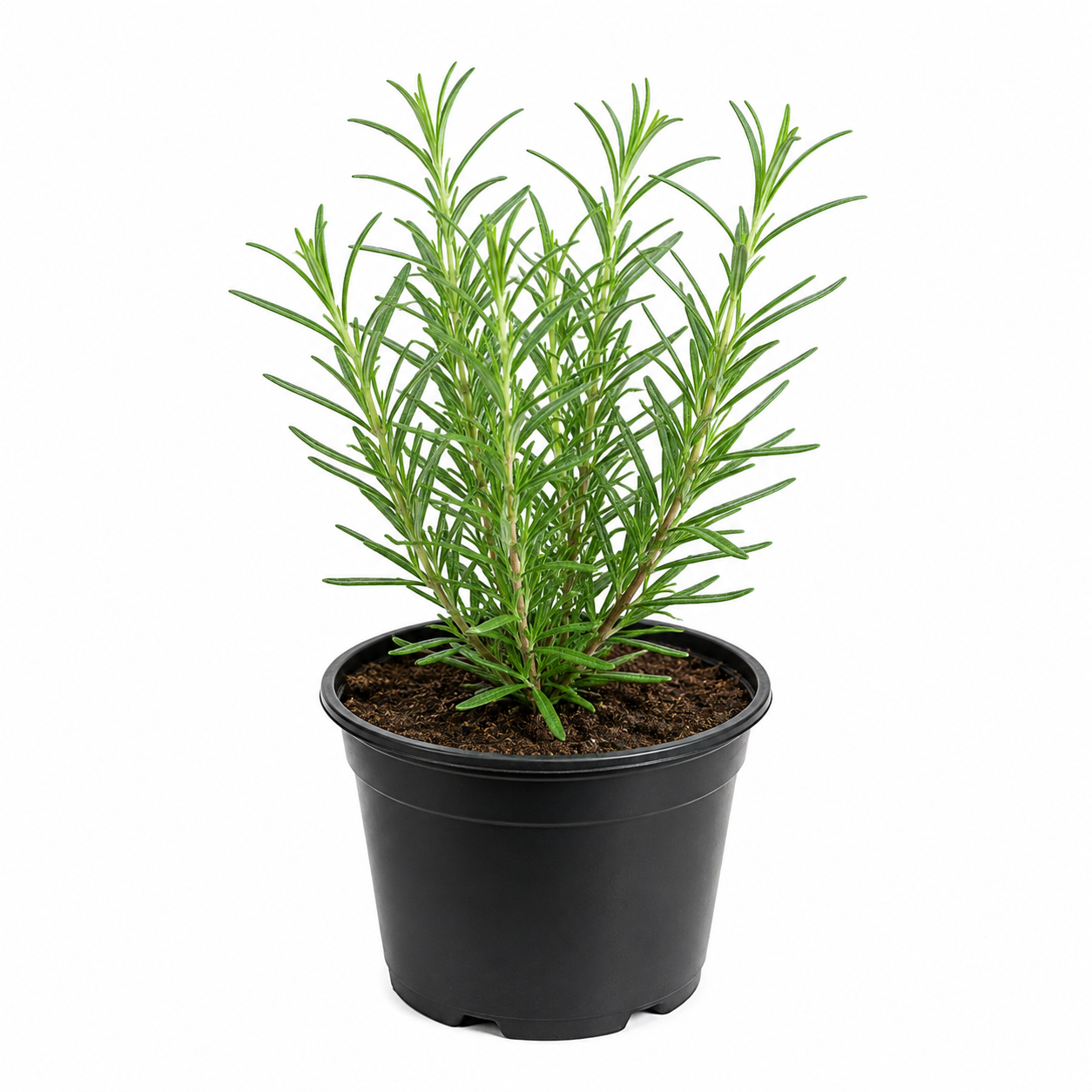 Rosemary Plant 4inch Pot