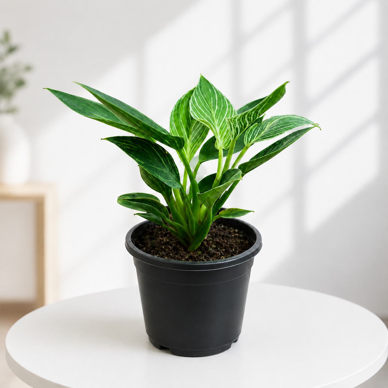 Philodendron Birkin in 4inch Pot