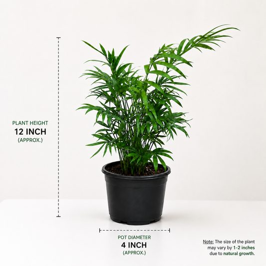 Chamaedorea Elegance in Plastic Pot