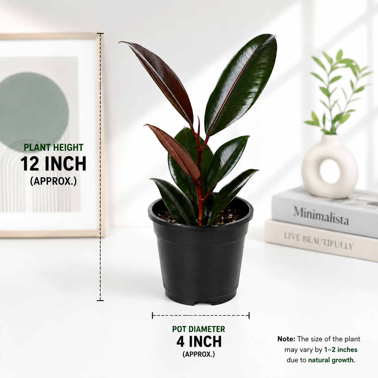 Black Rubber Plant 4inch Pot