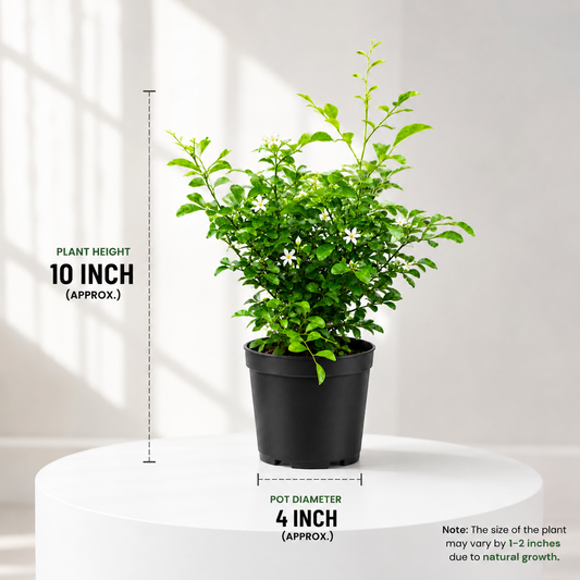 Madhukamini Plant in Plastic Pot