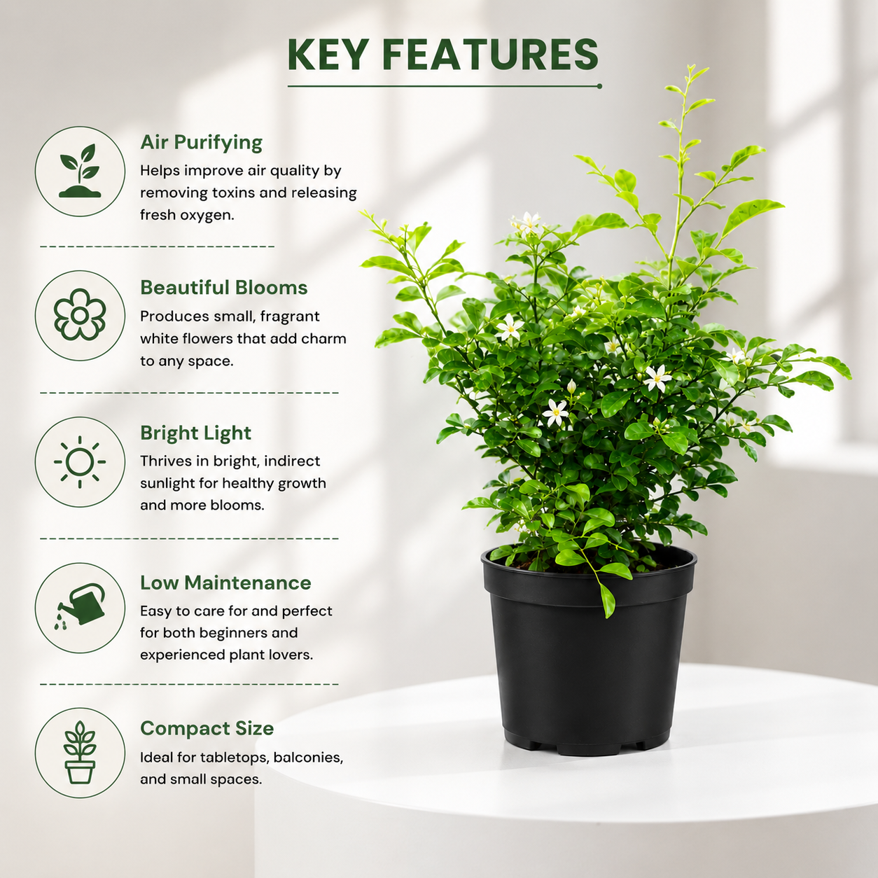 Madhukamini Plant in Plastic Pot