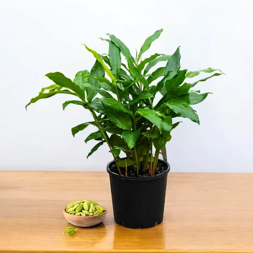 Elaichi Plant in Plastic Pot