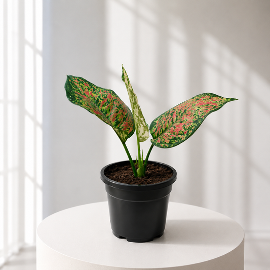 Aglonema Valentine in Plastic Pot