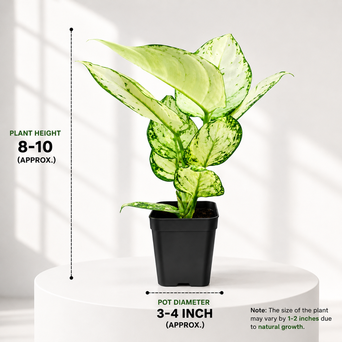 Aglonema Super White