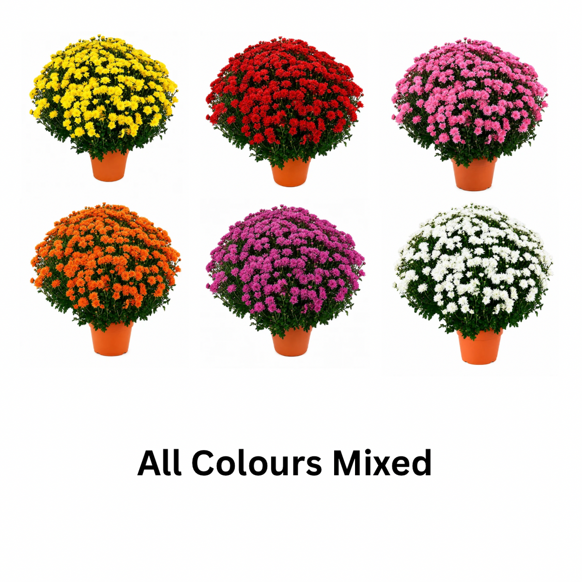 Chrysanthemum Saplings (Multiflora)