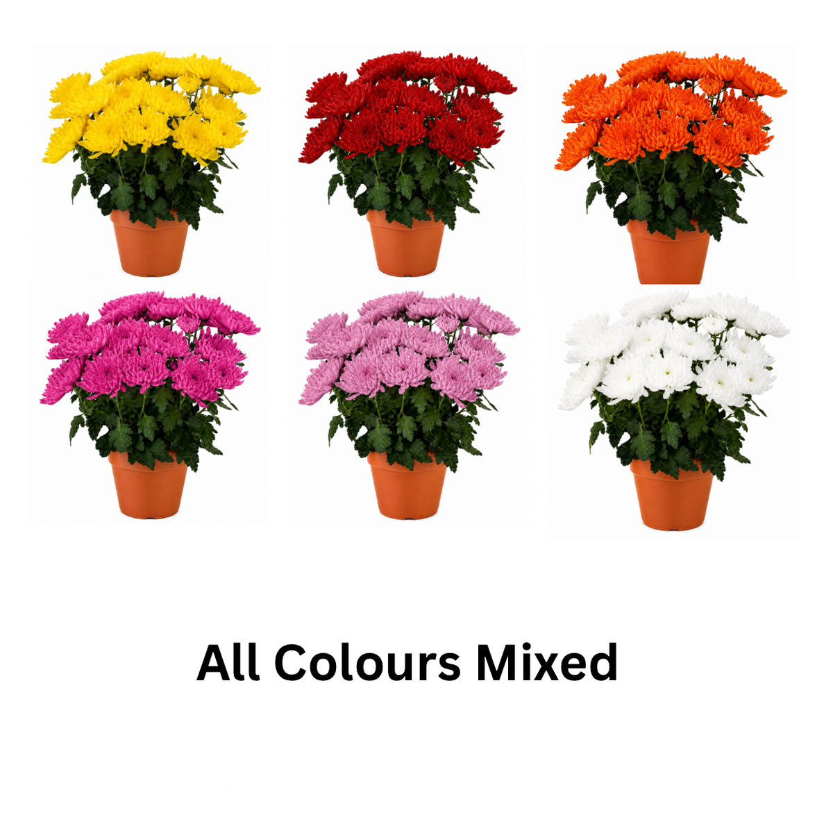Chrysanthemum (Guldaudi) Saplings (Decorative)