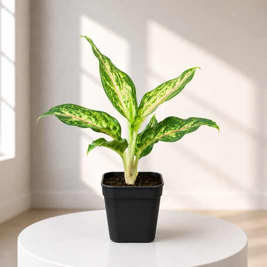 Aglaonema in Plastic Pot
