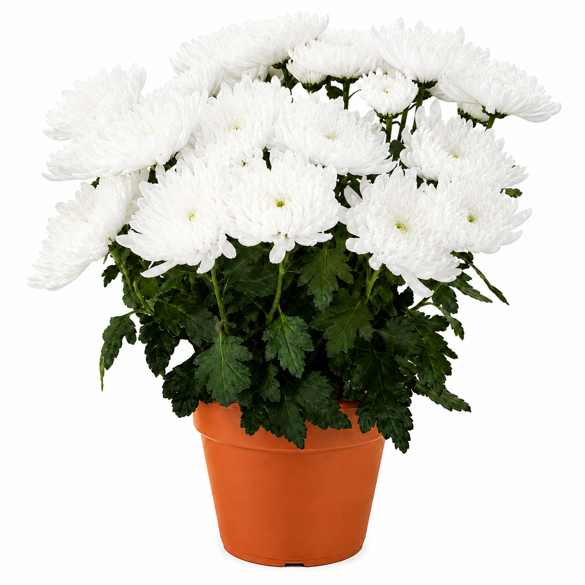 Chrysanthemum (Guldaudi) Saplings (Decorative)