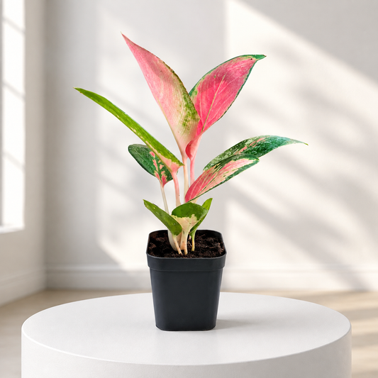 Aglonema China Red in Plastic Pot
