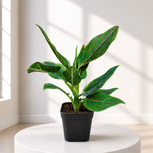 Aglaonema Red Vain in Plastic Pot