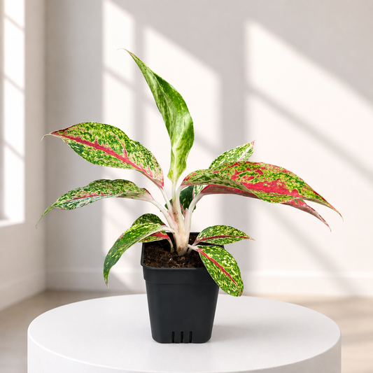 Aglaonema Butterfly Manis in Plastic Pot