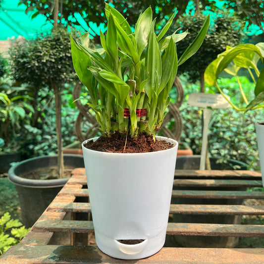 Lucky Bamboo 2 Layer in Self Watering Pot