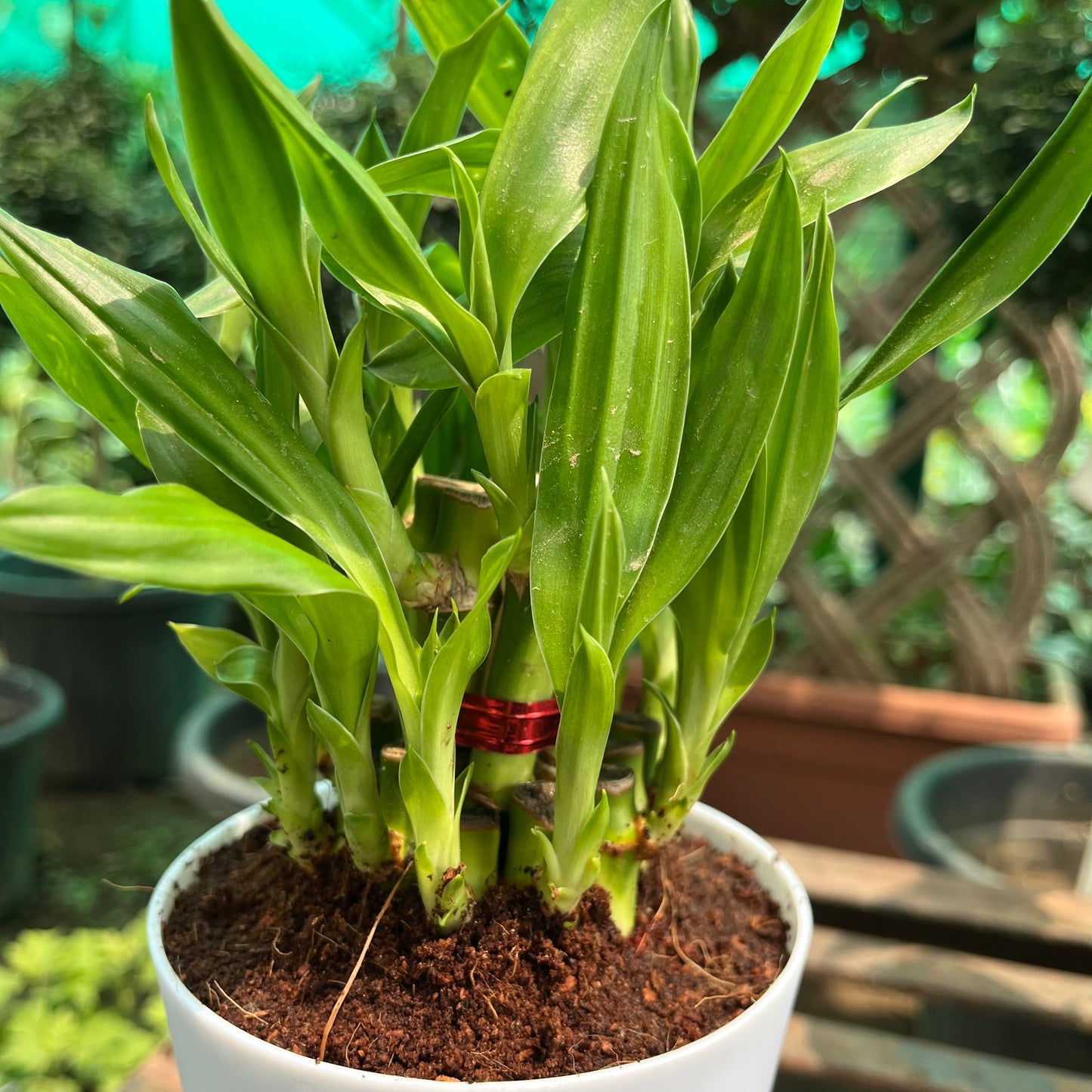 Lucky Bamboo 2 Layer in Self Watering Pot