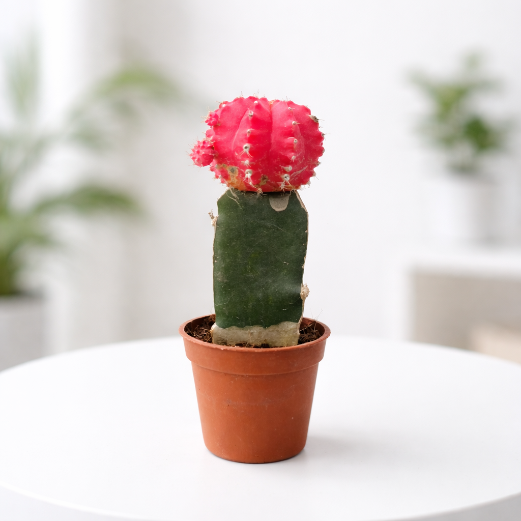 Grafted Red Moon cactus