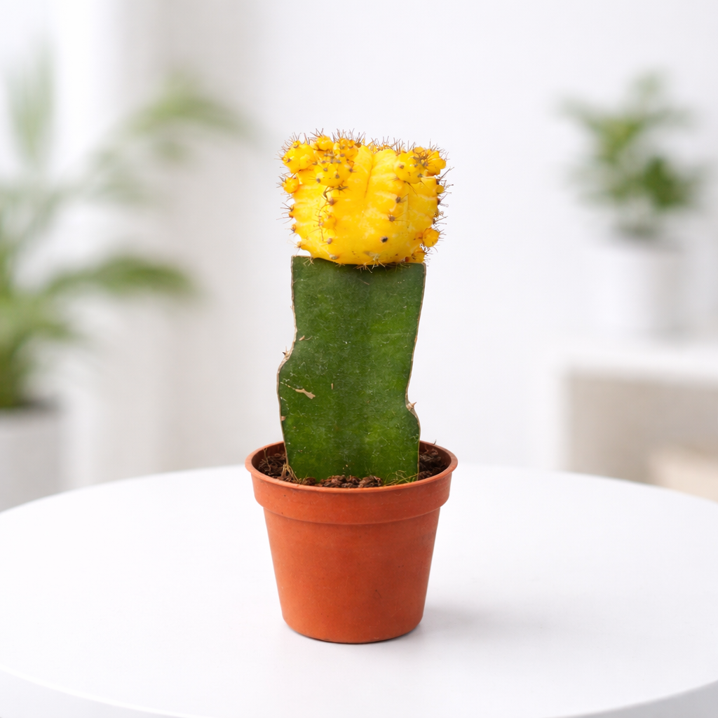 Grafted Yellow Moon Cactus