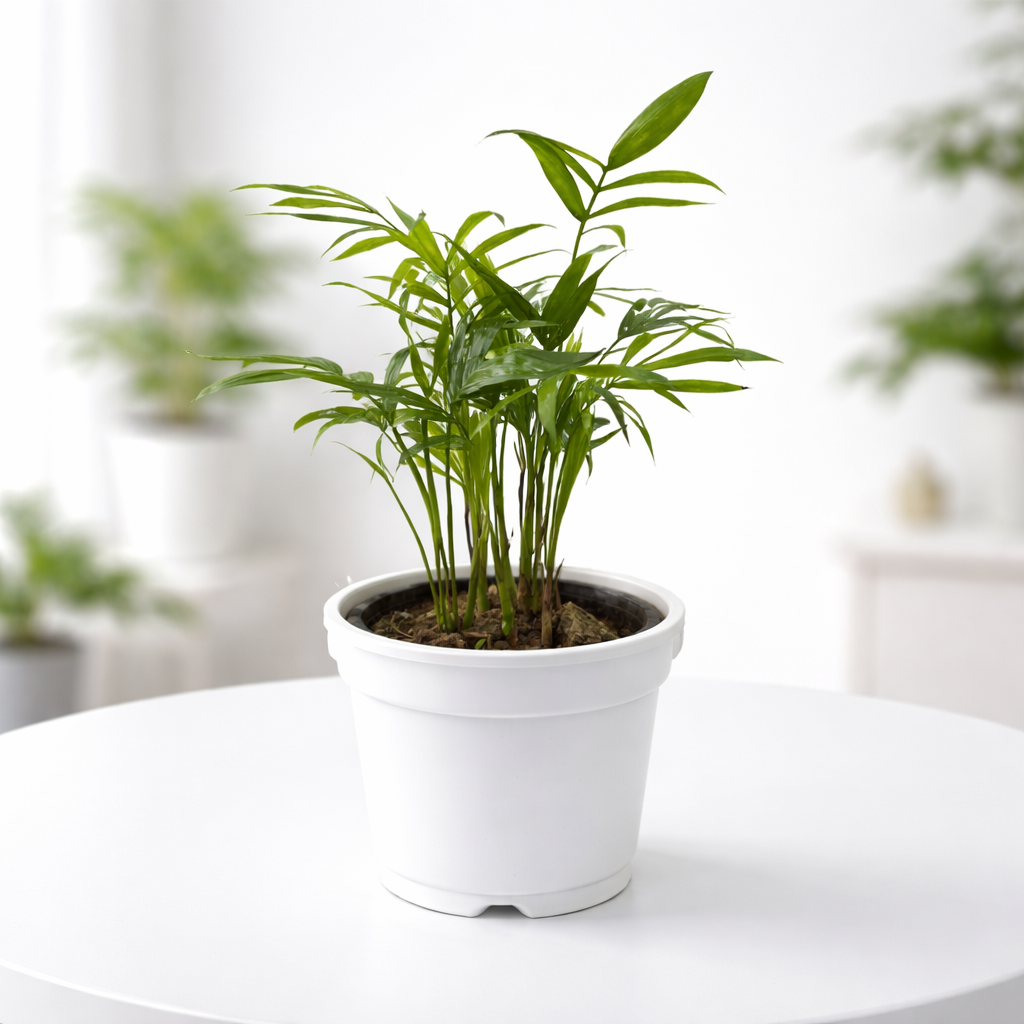 Chamaedorea Elegans Live Plant
