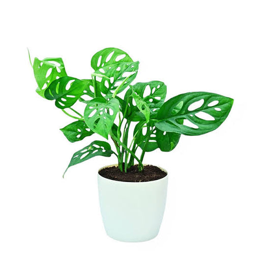 Monstera Adansonii (Broken Heart)