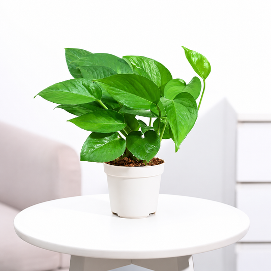 Money Plant Green