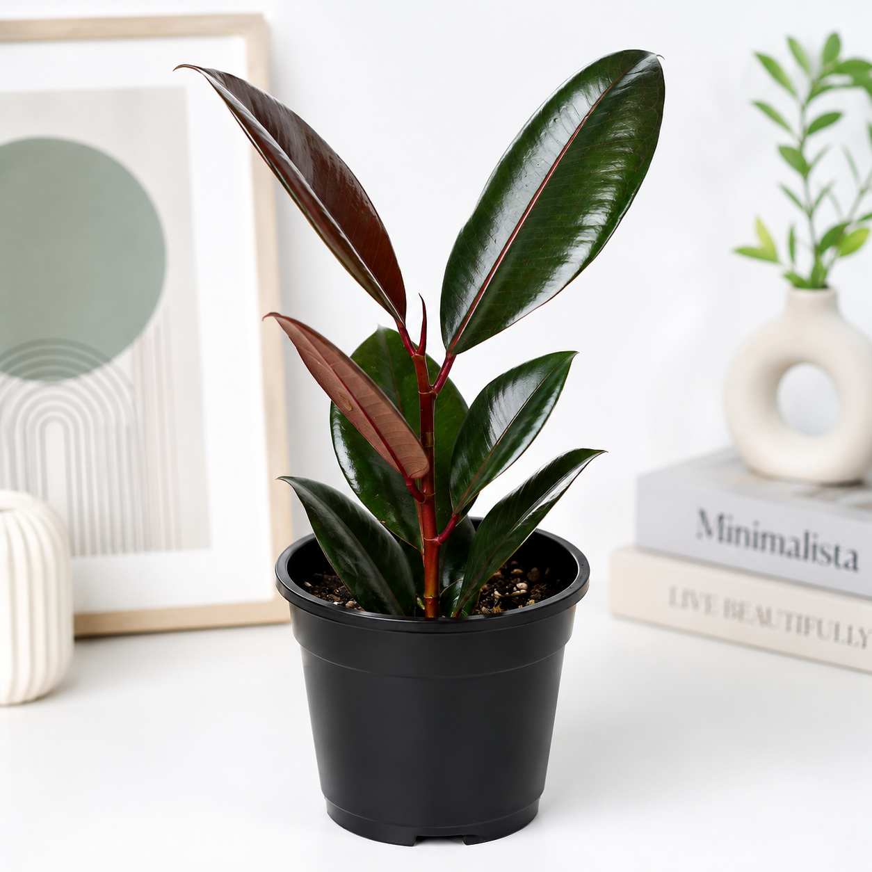 Black Rubber Plant 4inch Pot