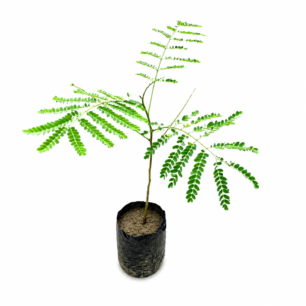 Gulmohar Tree