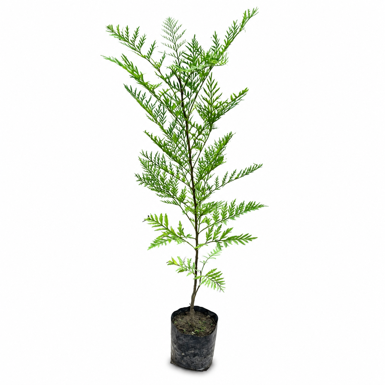 Silver Oak Tree