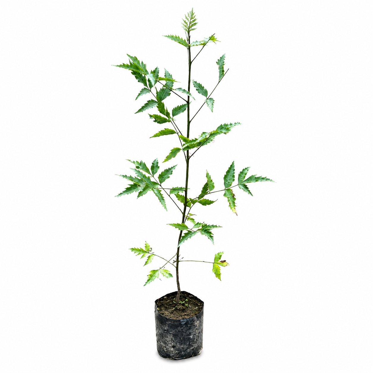 Neem Tree