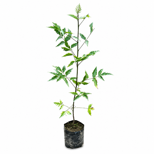 Neem Tree