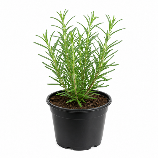 Rosemary Plant 4inch Pot