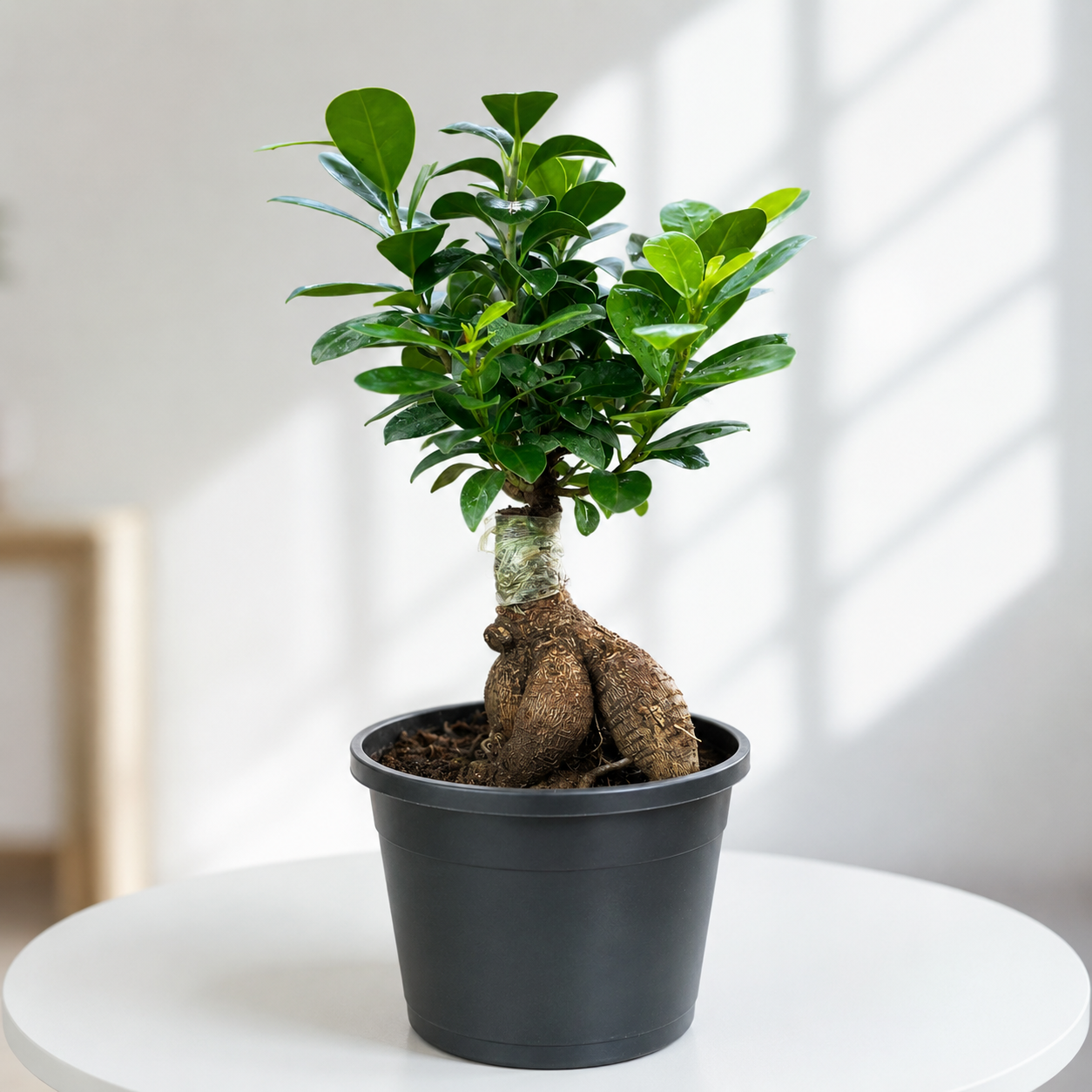 Ficus Bonsai Plant in Plastic Pot