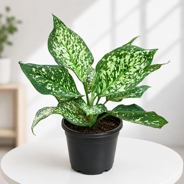 Aglaonema Super White