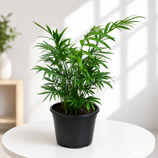 Chamaedorea Elegance in Plastic Pot