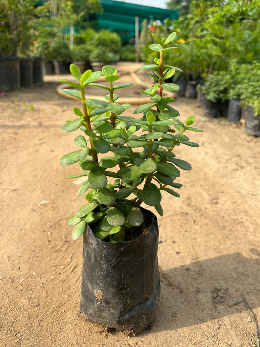 Jade Plant Dwarf (Hybrid) Poly bag