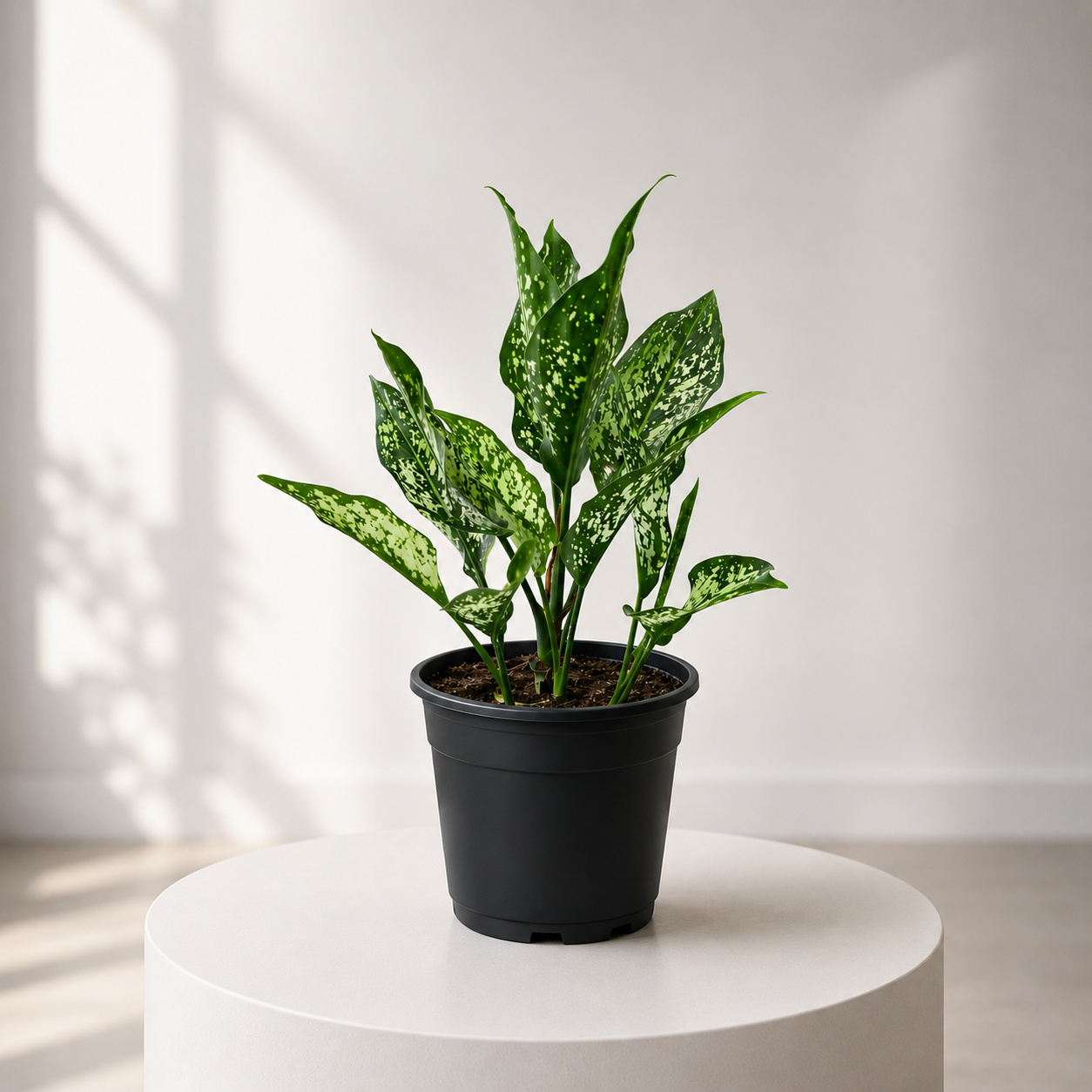 Aglonema Snow White Plant in Plastic Pot