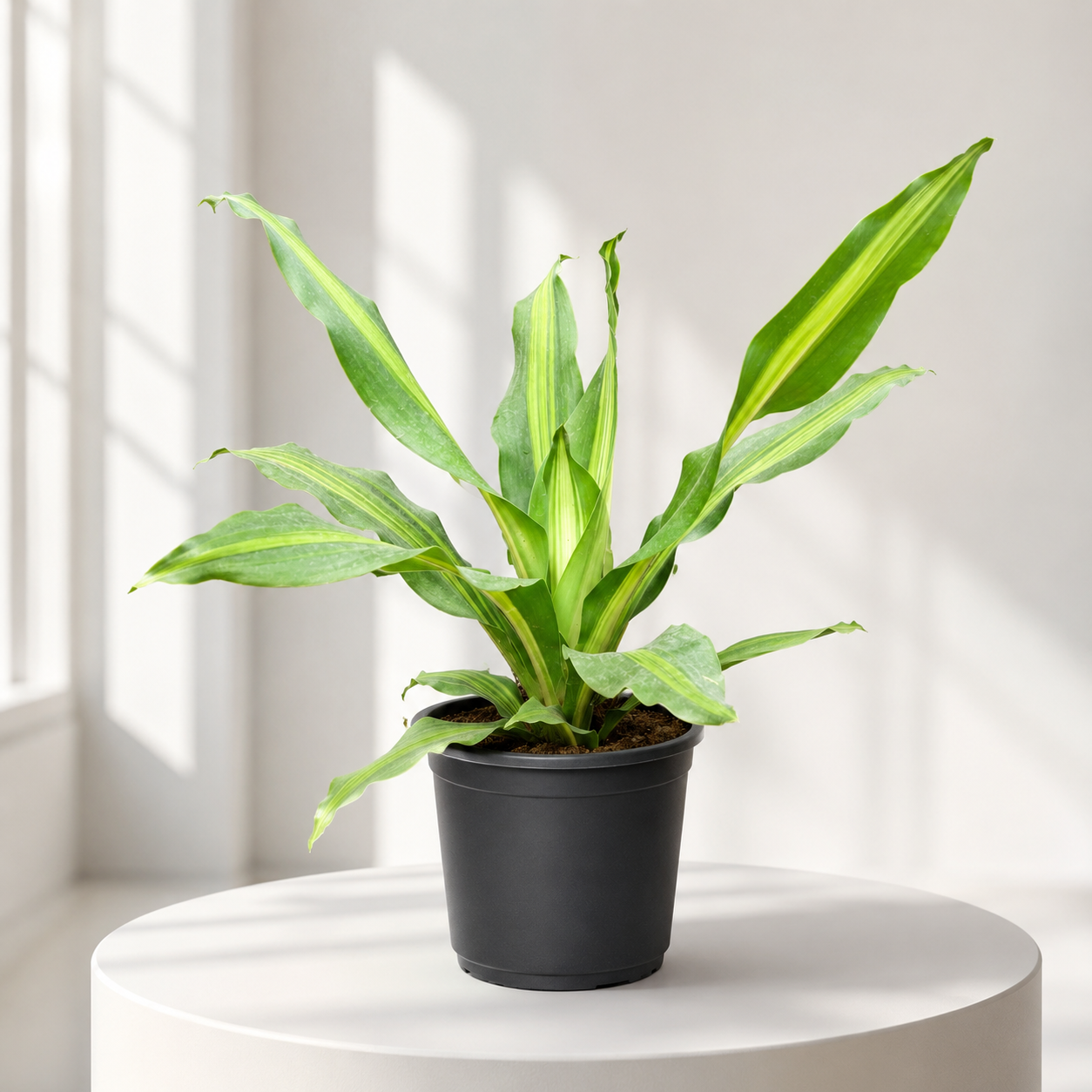 Dracaena Dara Singh in Plastic Pot