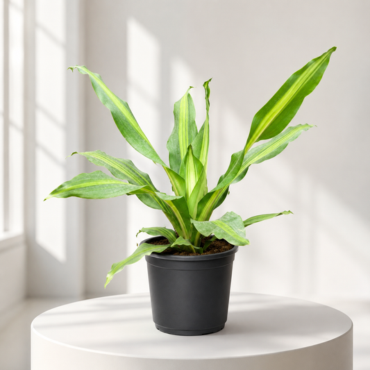 Dracaena Dara Singh in Plastic Pot