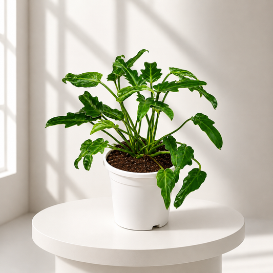 Xanadu Green in Plastic pot