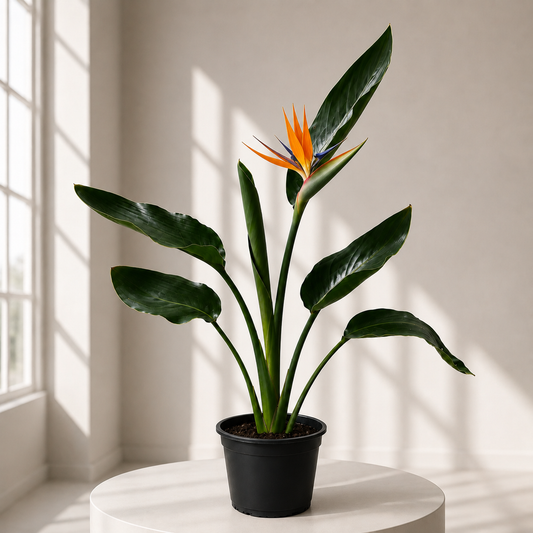 Bird of Paradise in Plastic Pot