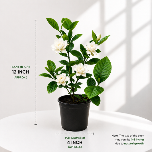 Gardenia (Gandhraj) Plant in Plastic Pot