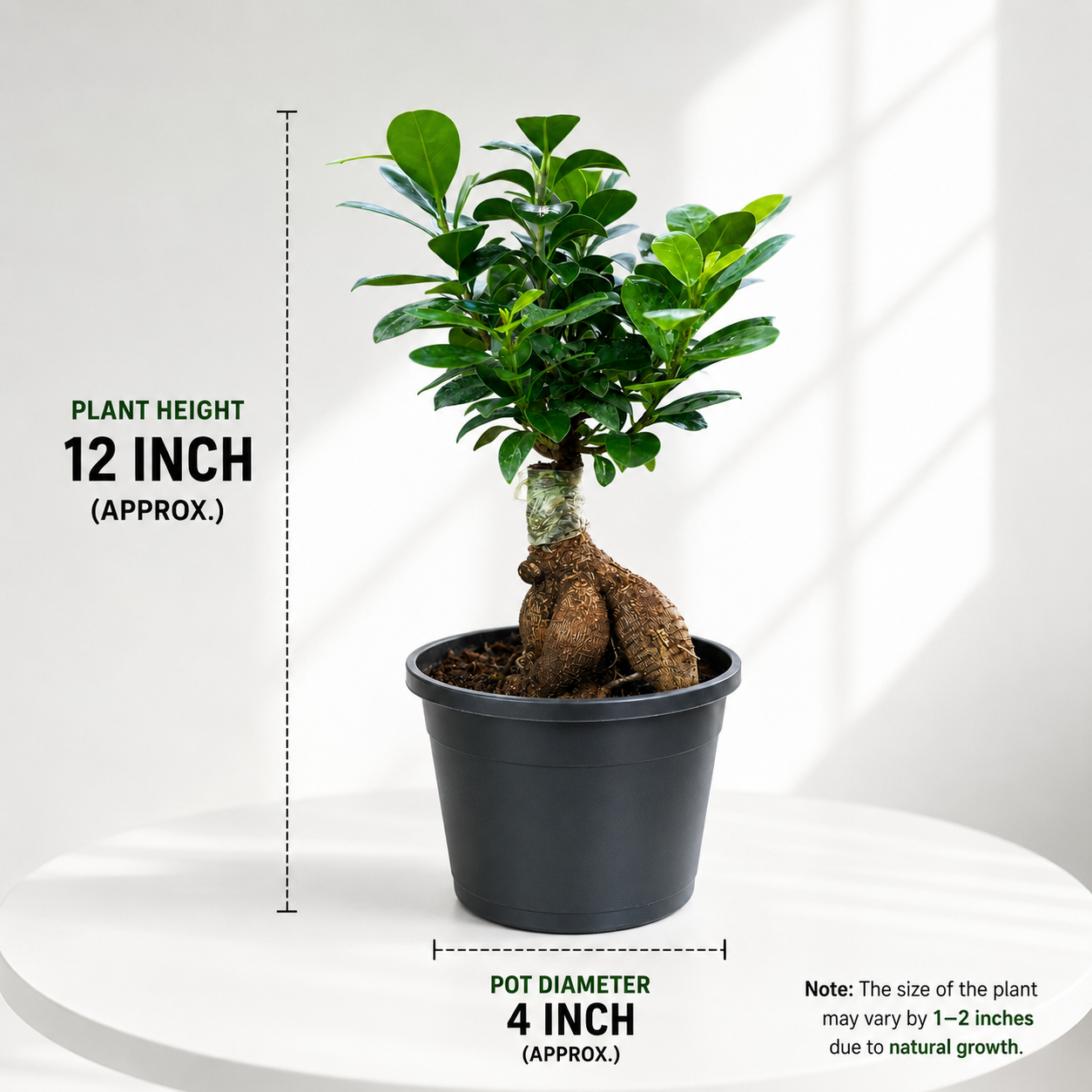 Ficus Bonsai Plant in Plastic Pot