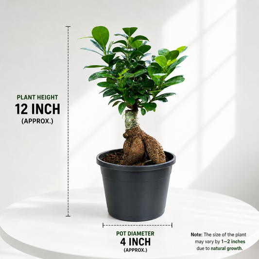 Ficus Bonsai Plant in Plastic Pot