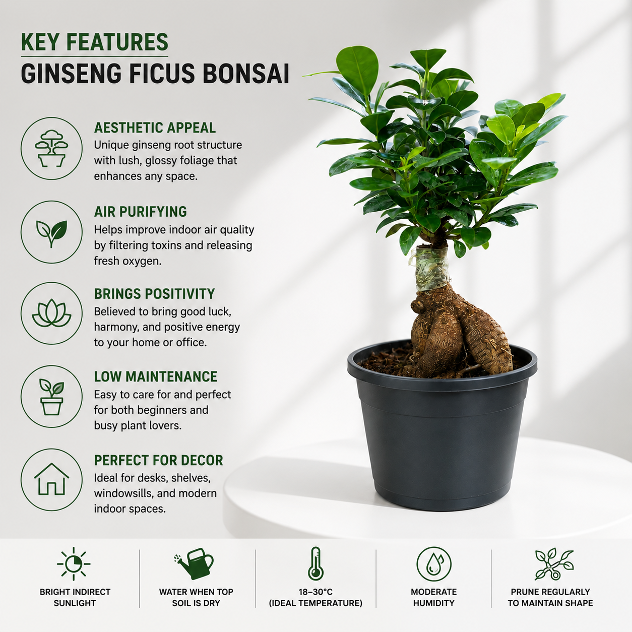 Ficus Bonsai Plant in Plastic Pot