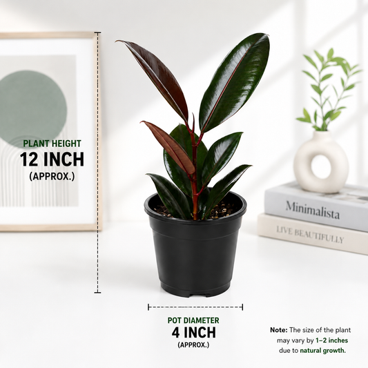 Black Rubber Plant 4inch Pot