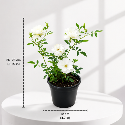 Kashmiri White Rose in Plastic Pot