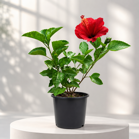 Hibiscus Dearf (Hybrid) in Plastic Pot